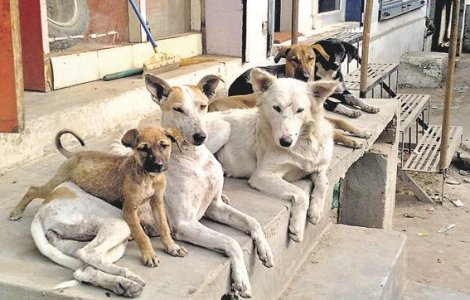 O fetita de 12 ani a fost salvata de la viol de caini maidanezi