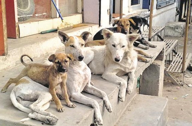 O fetita de 12 ani a fost salvata de la viol de caini maidanezi