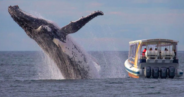 Au ratat momentul in care o balena a iesit la suprafata. Iata motivul