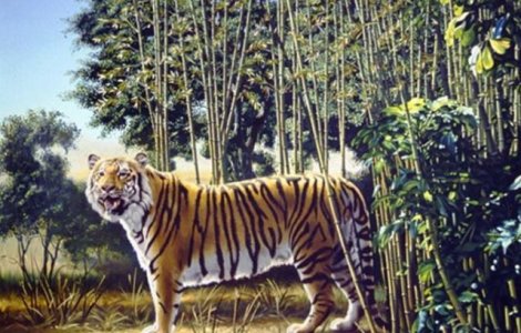 Testul pe care putini il trec. Cati tigri vezi in imagine?