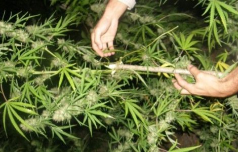 Italia lanseaza o dezbatere privind legalizarea canabisului