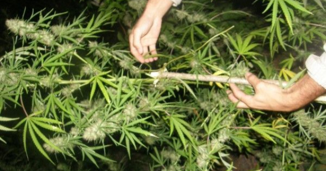 Italia lanseaza o dezbatere privind legalizarea canabisului