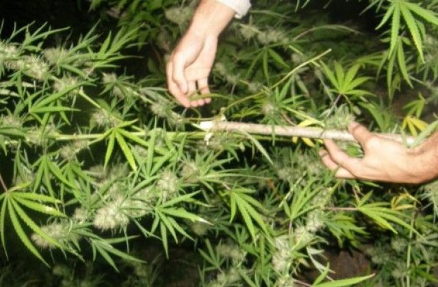 Parlamentul italian lanseaza o dezbatere privind legalizarea canabisului