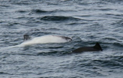  Video  Imagini rare cu balena alba Migaloo, surprinse aproape de Australia