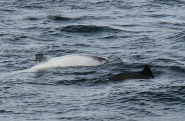 [Video] Imagini rare cu balena alba Migaloo, surprinse aproape de Australia