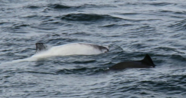  Video  Imagini rare cu balena alba Migaloo, surprinse aproape de Australia