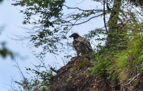 Vulturul barbos a reaparut in Romania dupa aproape 100 de ani