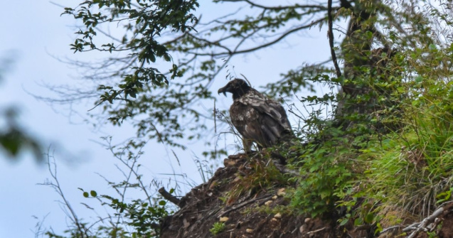 Vulturul barbos a reaparut in Romania dupa aproape 100 de ani