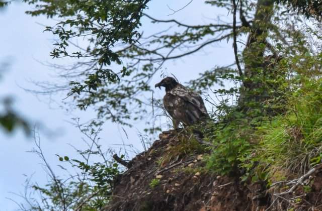 Vulturul barbos a reaparut in Romania dupa aproape 100 de ani