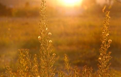 Cod PORTOCALIU de canicula in Bucuresti si alte sapte judete