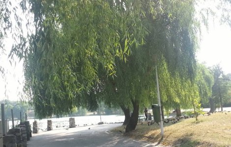 Tratamentele de dezinsectie, extinse in toate parcurile Capitalei