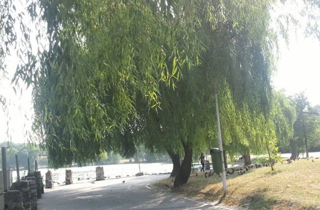 Tratamentele de dezinsectie, extinse in toate parcurile Capitalei