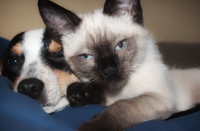 Animalele sufera din cauza caldurii mai mult decat oamenii! Efectele devastatoare ale caniculei