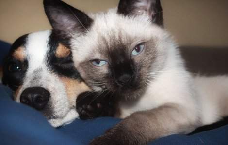 Efectele devastatoare ale caniculei asupra animalelor