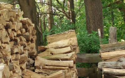 FOTO  Poti gasi pisica...