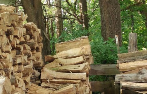 Poti gasi pisica ascunsa intre acesti busteni?