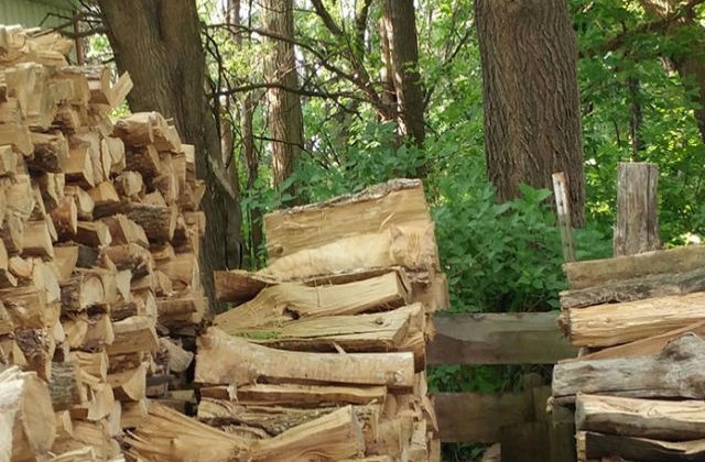 [FOTO] Poti gasi pisica ascunsa intre acesti busteni?