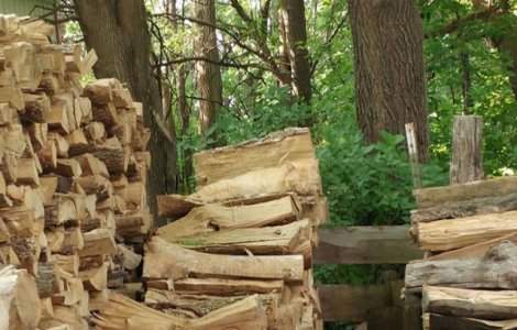 Poti gasi pisica ascunsa intre acesti busteni?