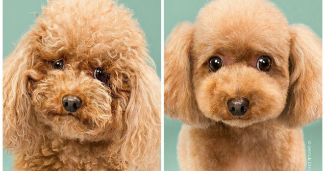 Catei, inainte si dupa coafor. Sunt adorabili!