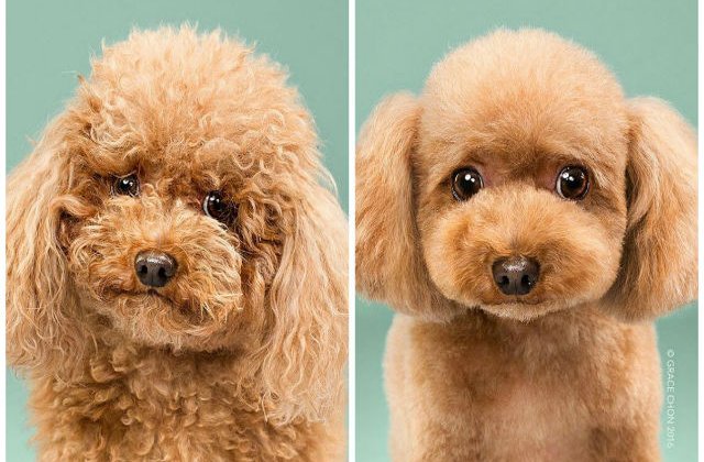 [FOTO] Catei, inainte si dupa coafor. Sunt adorabili!