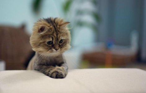  Top  12 pisicute care vor trebui sa treaca din nou pe la frizer