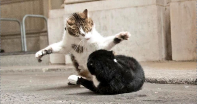 Razboiul motanilor: Situatia se complica pe Downing Street