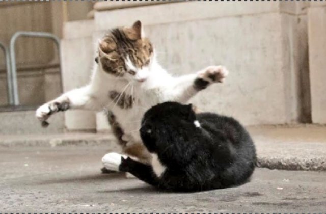 Razboiul motanilor: Situatia se complica pe Downing Street