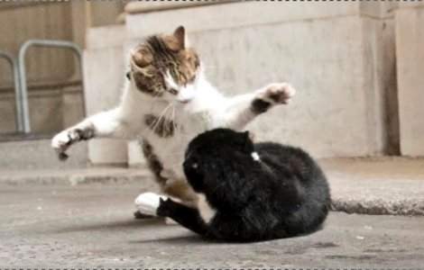 Razboiul motanilor: Situatia se complica pe Downing Street