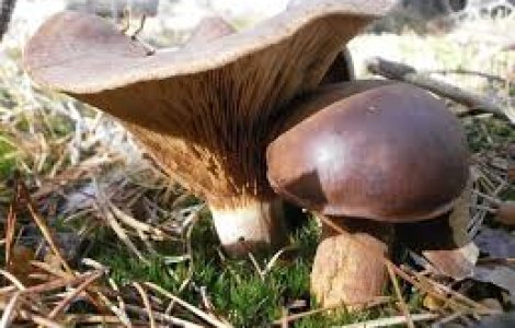 Hunedoara: 13 persoane, inclusiv doi copii, au ajuns la spital