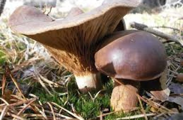 Hunedoara: 13 persoane, inclusiv doi copii, au ajuns la spital dupa ce au mancat ciuperci din padure