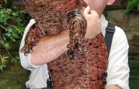  Top  13 animale de care nu stiai ca exista