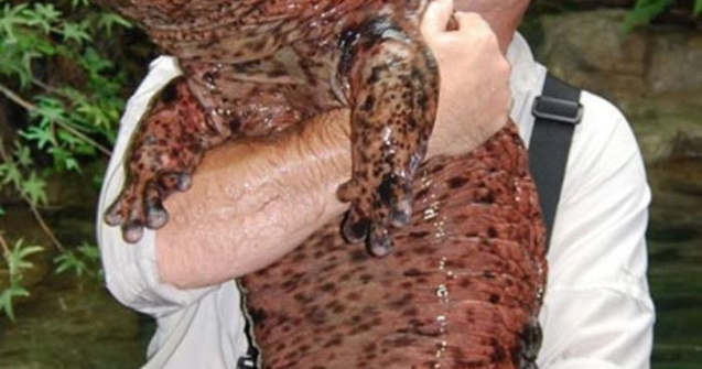  Top  13 animale de care nu stiai ca exista