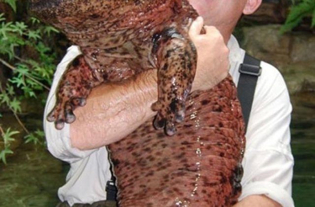 13 animale de care nu stiai ca exista