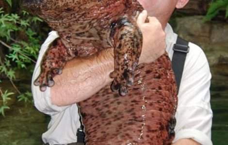  Top  13 animale de care nu stiai ca exista