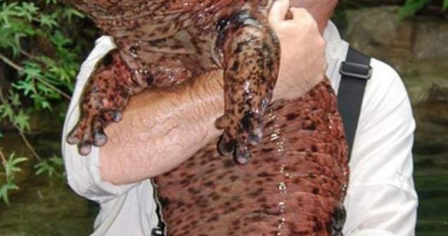  Top  13 animale de care nu stiai ca exista