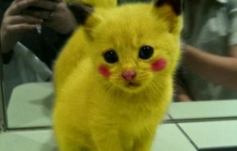 Ziua internationala a pisicii, sarbatorita in toata lumea