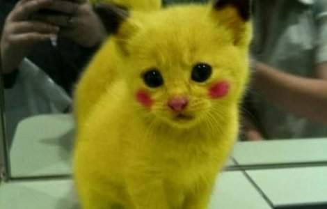 Ziua internationala a pisicii, sarbatorita in toata lumea