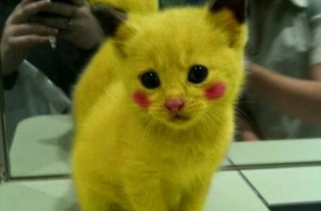 Ziua internationala a pisicii, sarbatorita in toata lumea