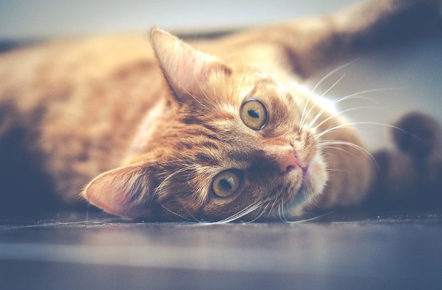 Ziua Internationala a Pisicii: Colectie de imagini, care surprinde jovialitatea si gingasia felinelor