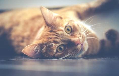  Top  Colectie de imagini, care surprinde jovialitatea si gingasia pisicilor