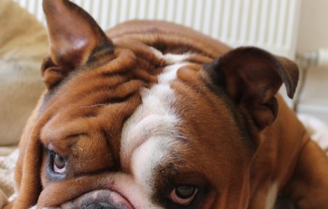  Foto  O rasa celebra de caine ar putea disparea