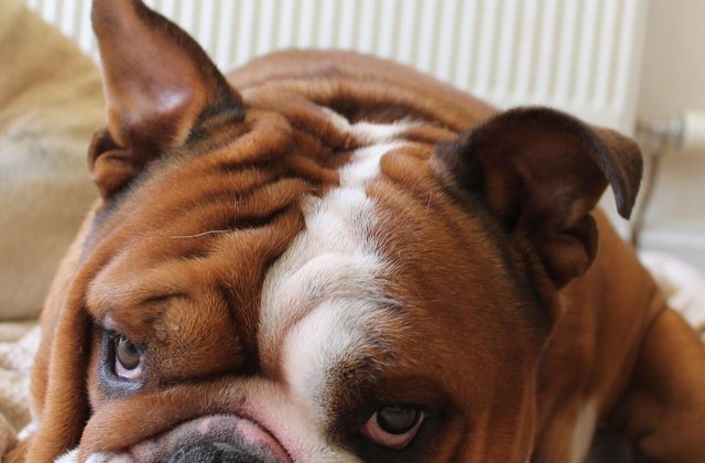 [Foto] O rasa celebra de caine ar putea disparea