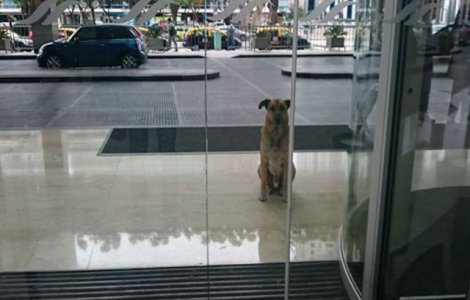 A adoptat un caine vagabond care a asteptat-o 6 luni in fata hotelului