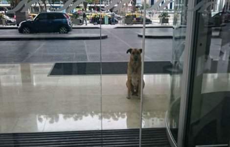 A adoptat un caine vagabond care a asteptat-o 6 luni in fata hotelului