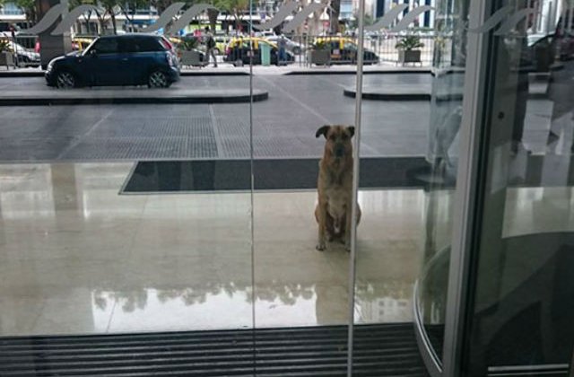 [FOTO] O insotitoare de zbor a adoptat un caine vagabond care a asteptat-o 6 luni in fata hotelului