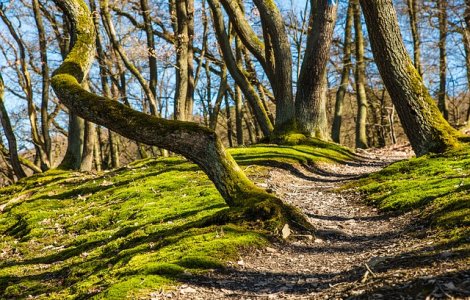Padurile private mai mici sau egale cu 30 de hectare, pazite din bani