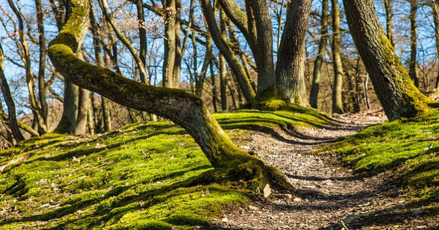 Padurile private mai mici sau egale cu 30 de hectare, pazite din bani publici