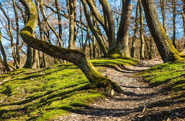Padurile private mai mici sau egale cu 30 de hectare, pazite din bani publici