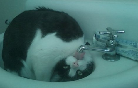  Top  Cele mai amuzante 10 imagini cu pisici nastrusnice care iti vor face ziua mai buna