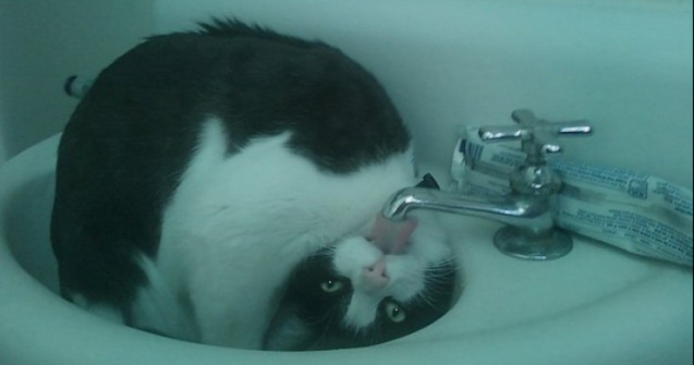  Top  Cele mai amuzante 10 imagini cu pisici nastrusnice